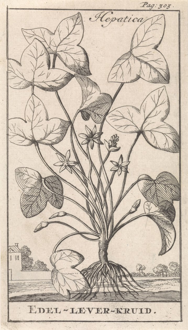 leverurt Hepetica / Noble-Liver-Herb (titel på objekt) af Caspar Luyken