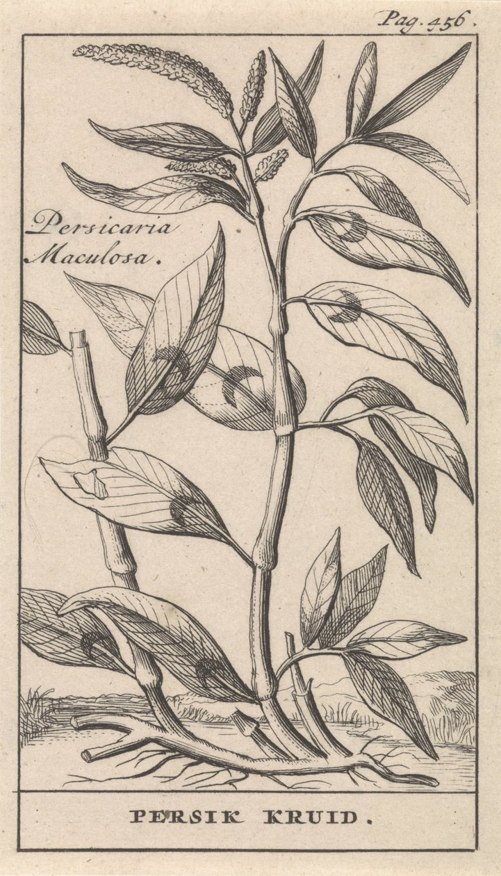 fersken krydderi Persicaria Maculosa / Persik Herb (titel på objekt) af Caspar Luyken