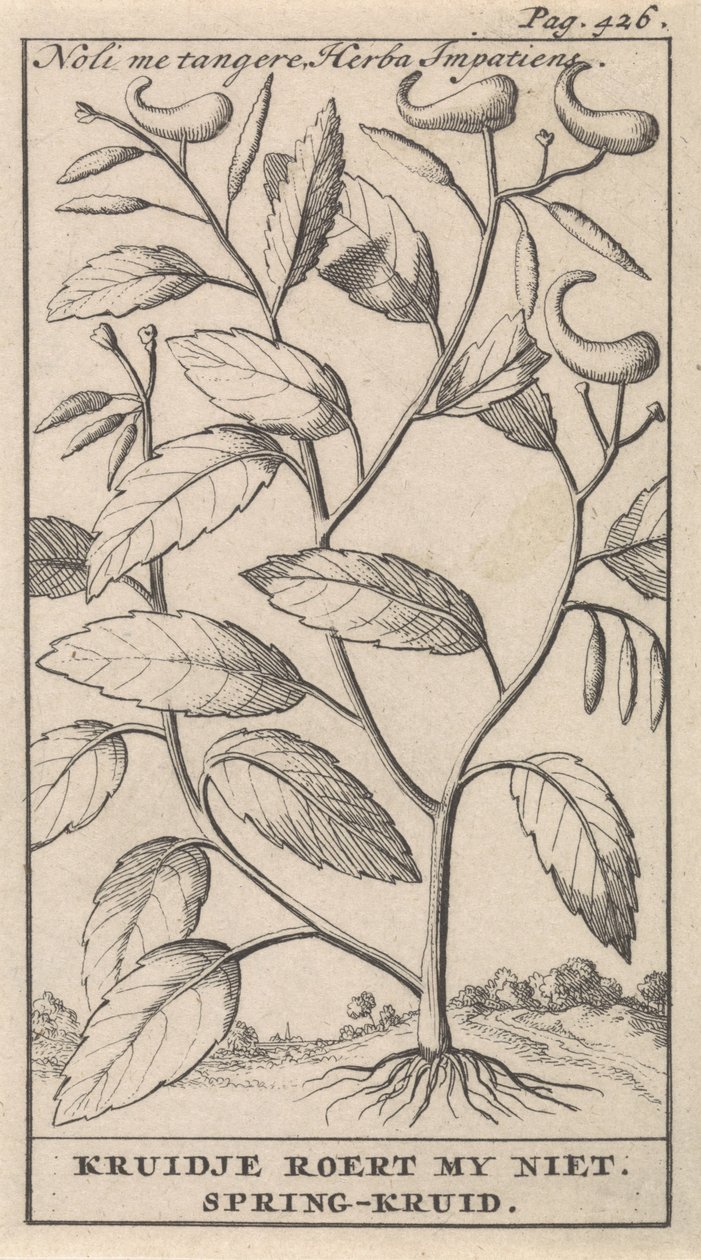 forårsurt Noli me tangere, Herba Impatiens / Kruidje rører mig ikke. Forårsurt (titel på objekt) af Caspar Luyken