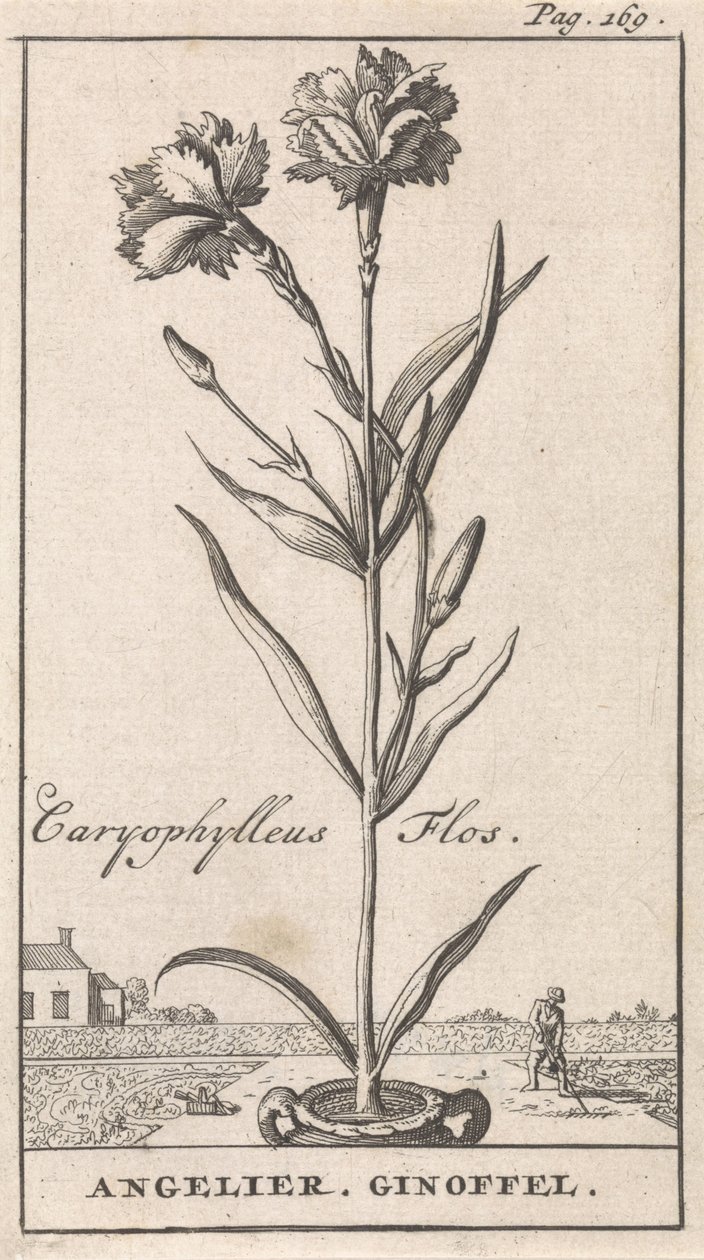 Titelside og otte tryk med blomster Anjelier Caryophylleus Flos / Angelier. Ginoffel (titel på objekt) af Caspar Luyken