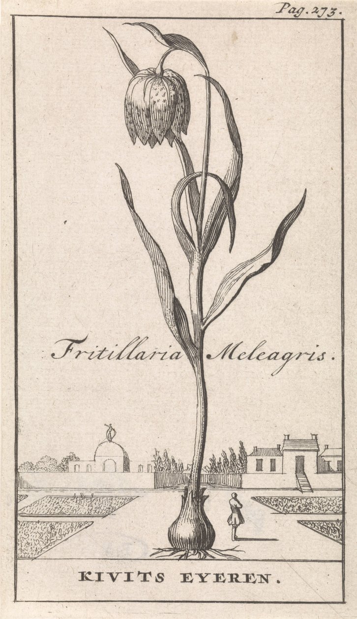 Titelside og otte tryk med blomster Kievitsbloem Fritillaria Meleagris / Kivits Eyeren (titel på objekt) af Caspar Luyken
