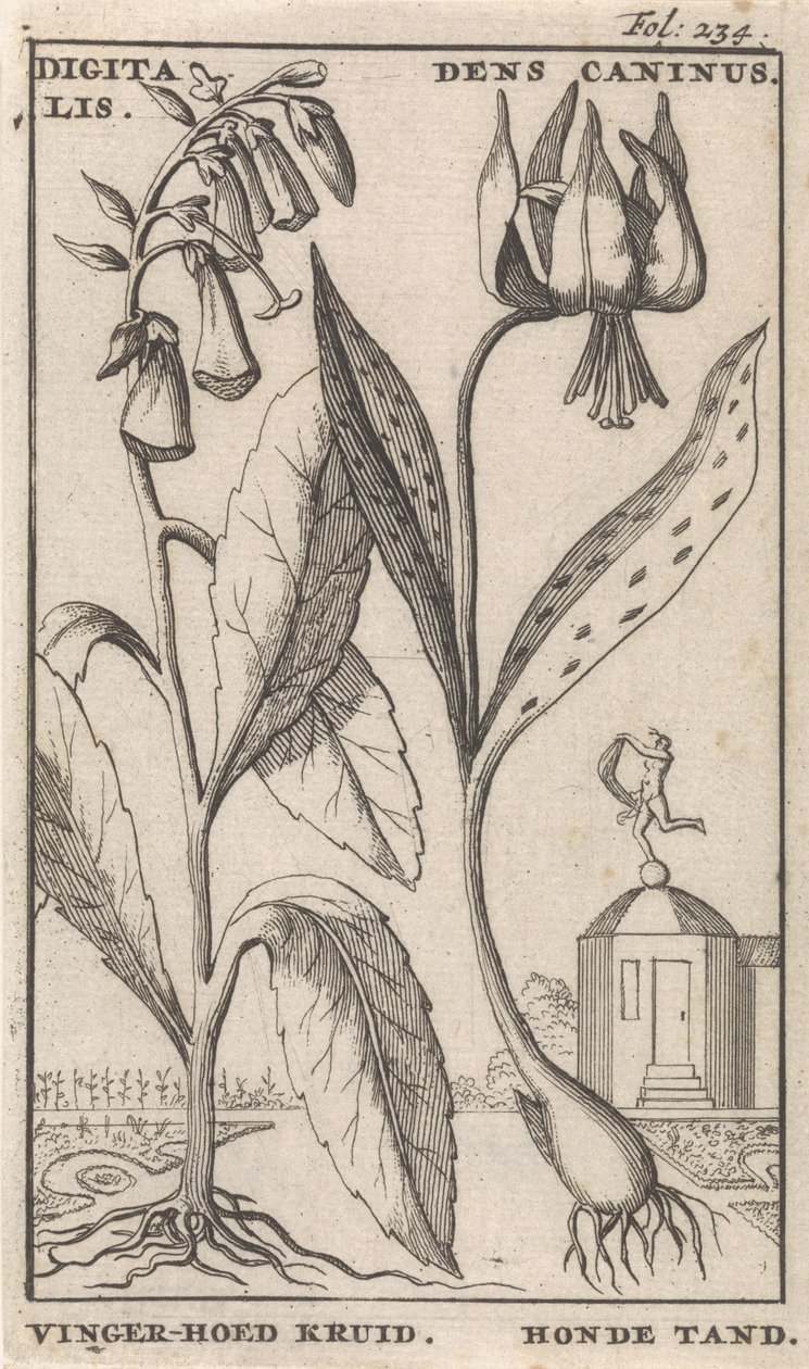 Titelside og otte tryk med blomster Rævehandske og hundetand digitalis. Dens Caninus / Fingerhat Urt. Hundetand (titel på objekt) af Caspar Luyken