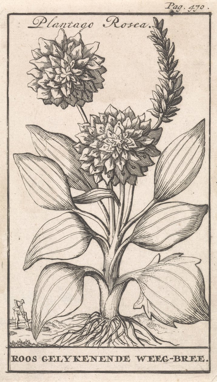 Titelside og otte tryk med blomster Weegbree Plantago Rosea / Roos ligeenende Weeg-bree (titel på objekt) af Caspar Luyken