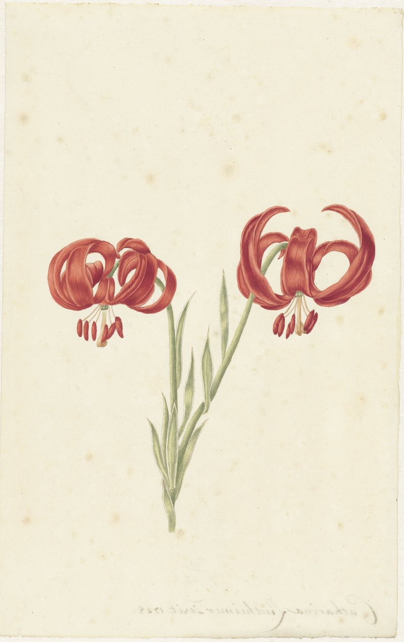 Rød lilje af Catharina Lintheimer