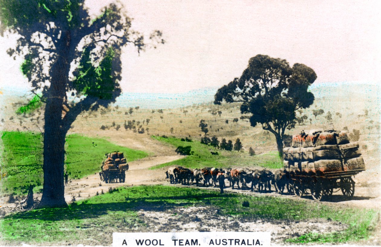 Et uldhold, Australien, c1920