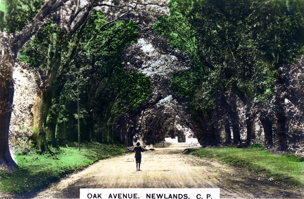 Oak Avenue, Newlands, Johannesburg, Gauteng, Sydafrika, c1920