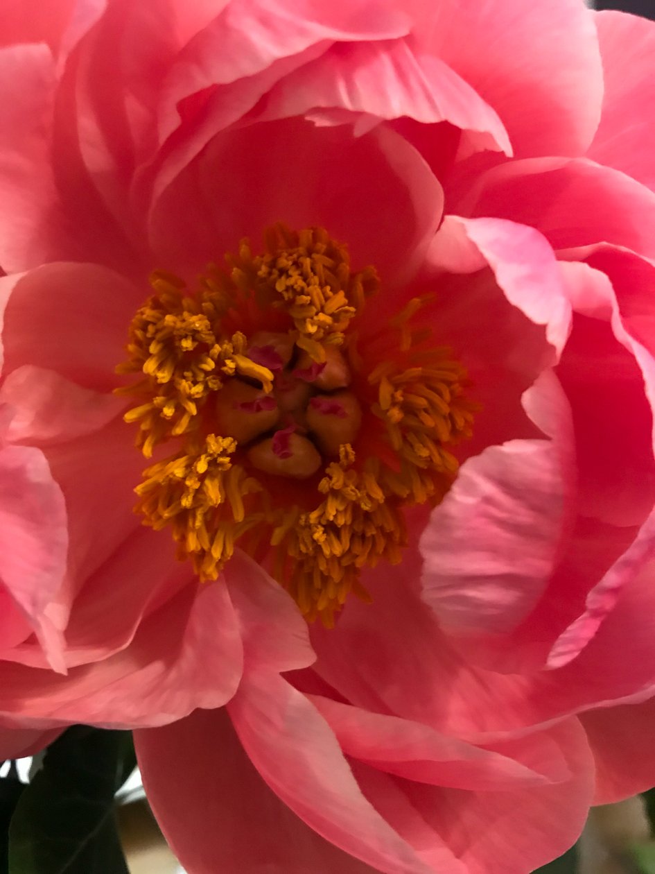 Komposition - Blomster, 2019 (foto) af Cécile Jamet