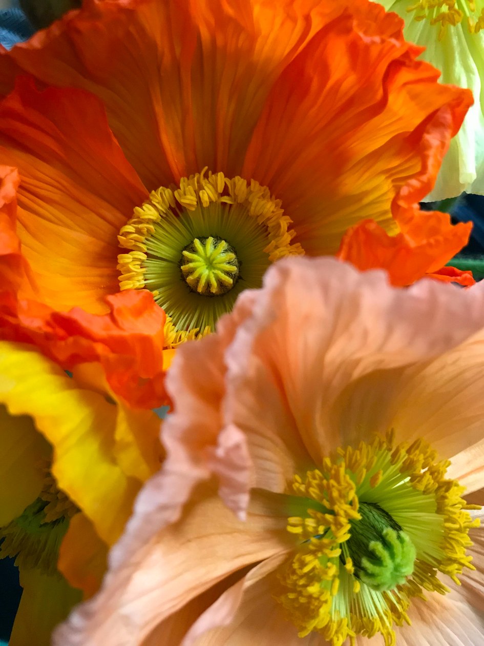 Komposition - Blomster, 2019 (foto) af Cécile Jamet