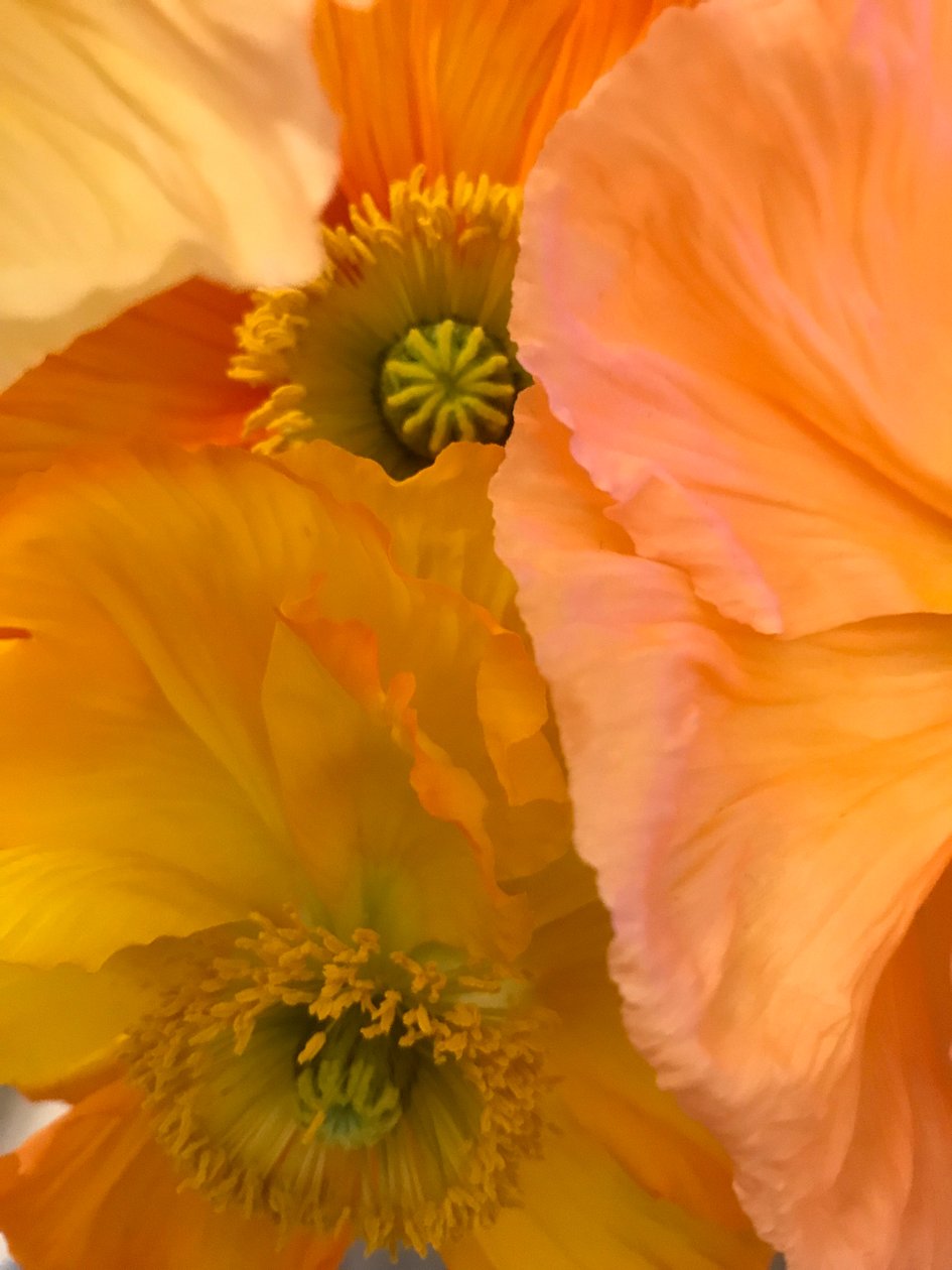 Komposition - Blomster, 2019 (foto) af Cécile Jamet