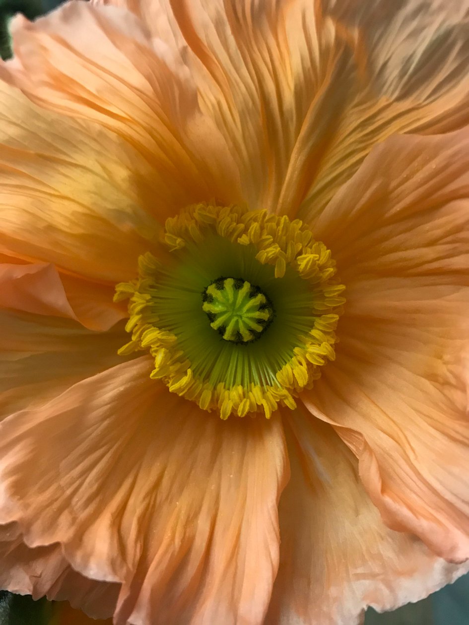 Komposition - Blomster, 2019 (foto) af Cécile Jamet
