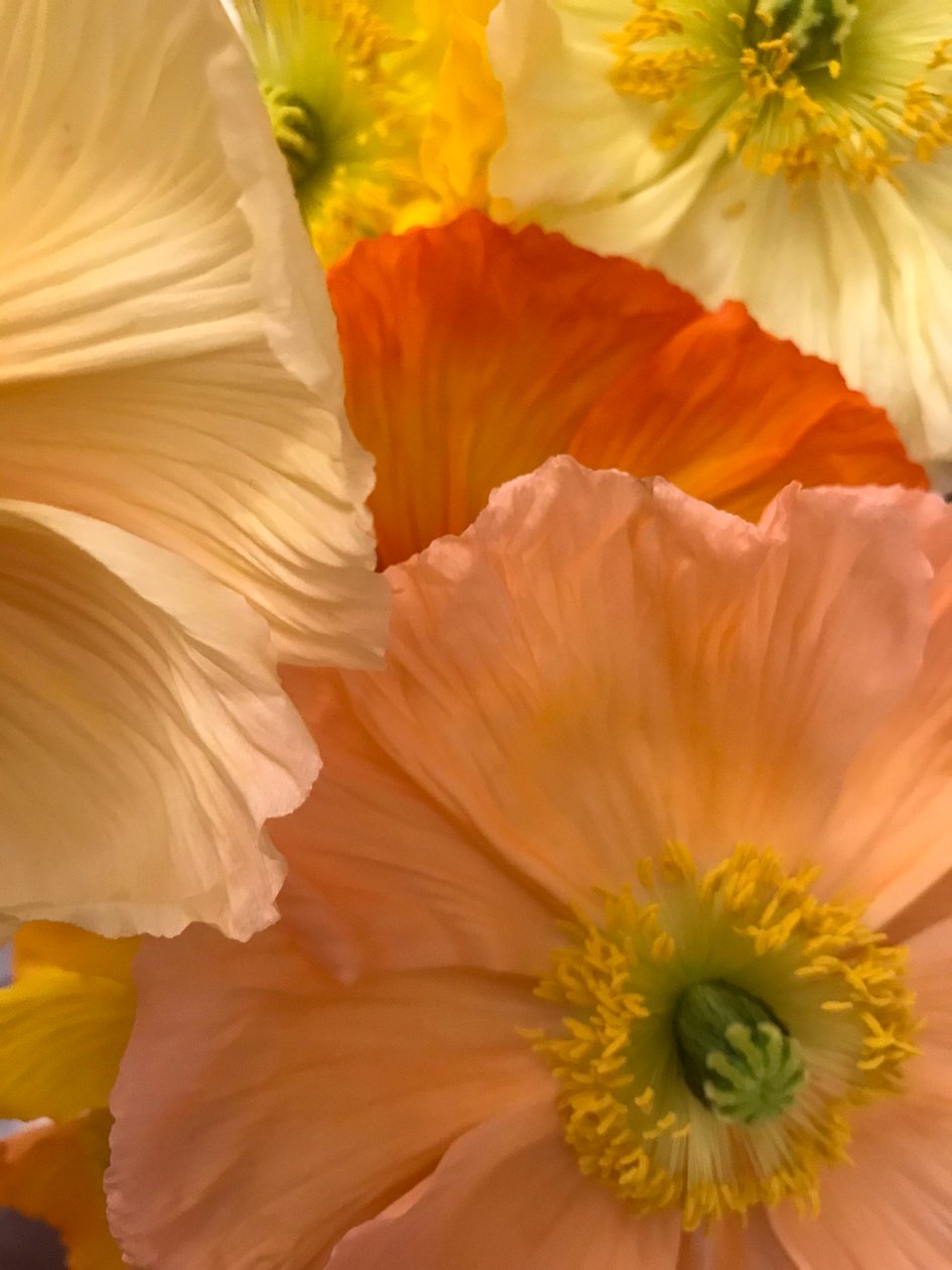 Komposition - Blomster, 2019 (foto) af Cécile Jamet