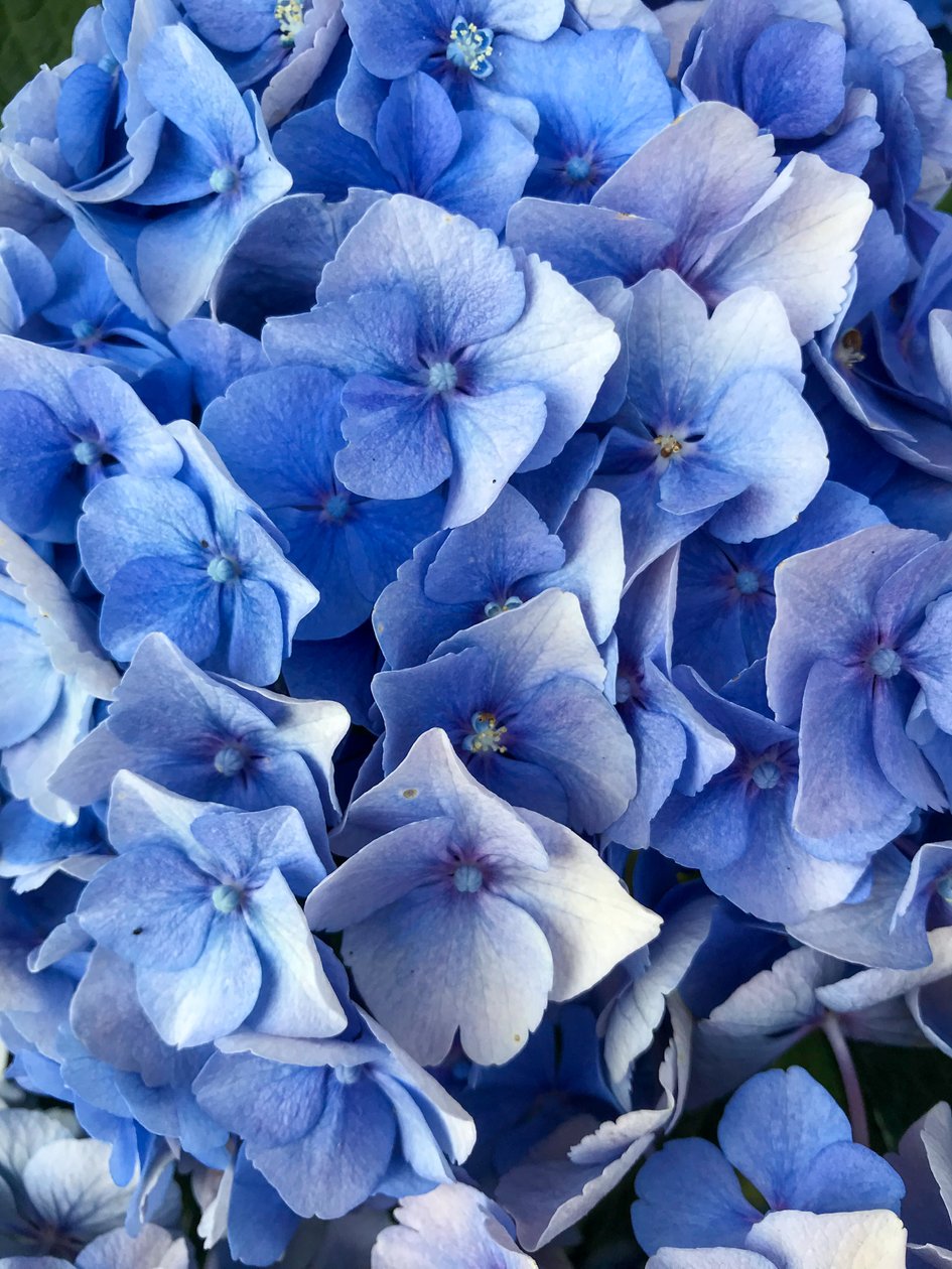 Komposition - Blomster, 2019 (foto) af Cécile Jamet