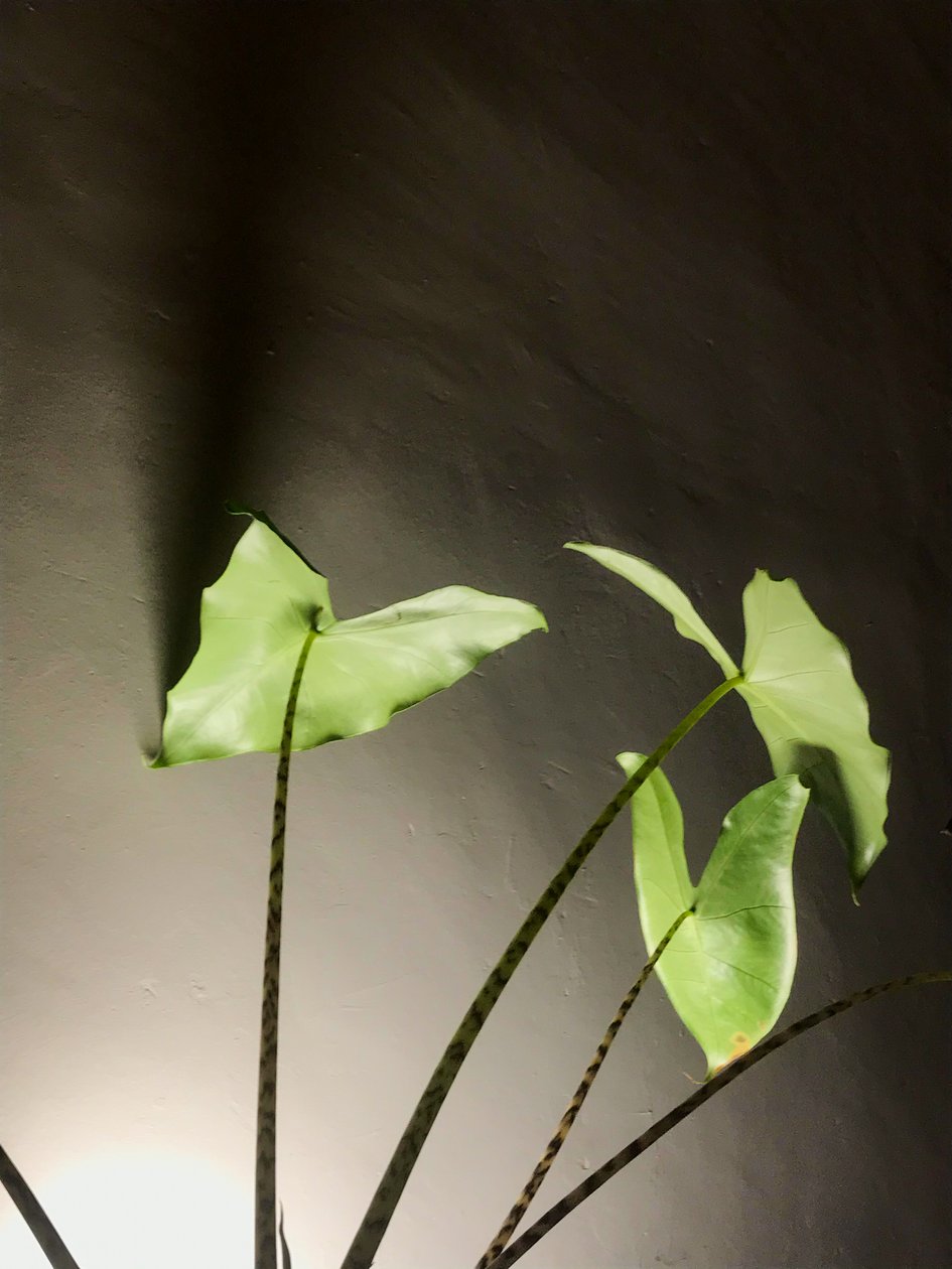 Sammensætning - Plante, 2021 (foto) af Cécile Jamet