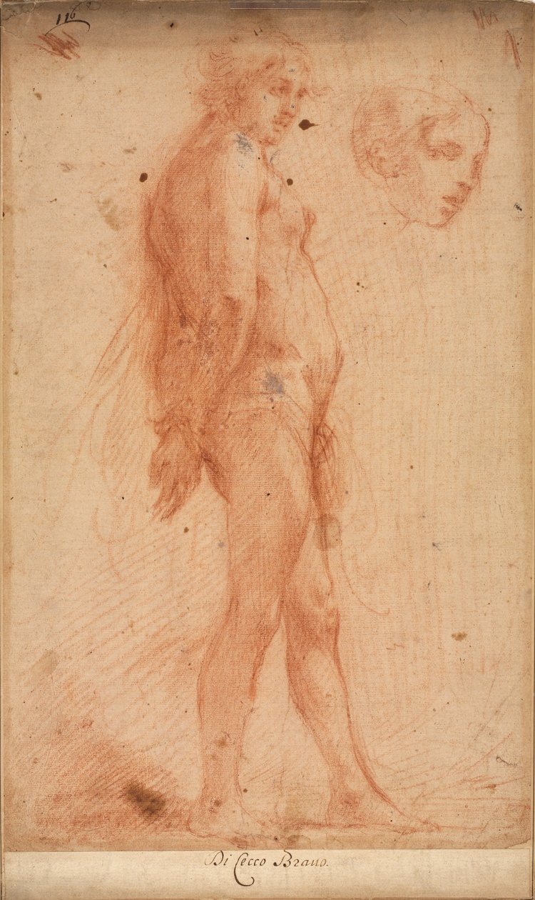 Undersøgelse af en stående mandlig nøgen, med en undersøgelse af hovedet i trekvart profil, ca. 1640. af Cecco Bravo