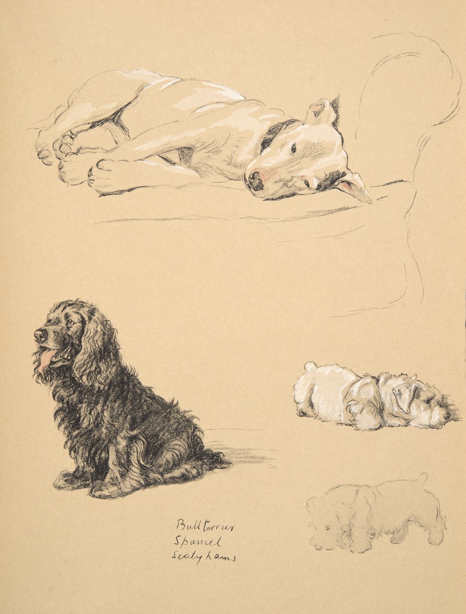 Bull-Terrier, Spaniel og Sealyhams, 1930, Illustrationer fra hans skitsebog brugt til 