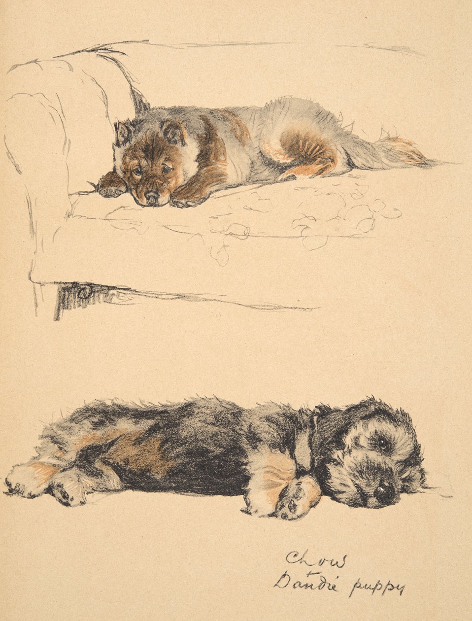 Chow and Dandie Puppy, 1930, Illustrationer fra hans skitsebog til brugte 