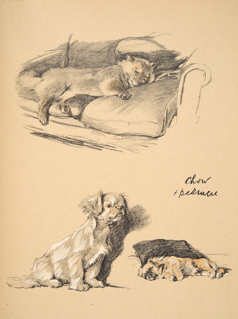 Chow and Pekinese, 1930, Illustrationer fra hans skitsebog brugt til 