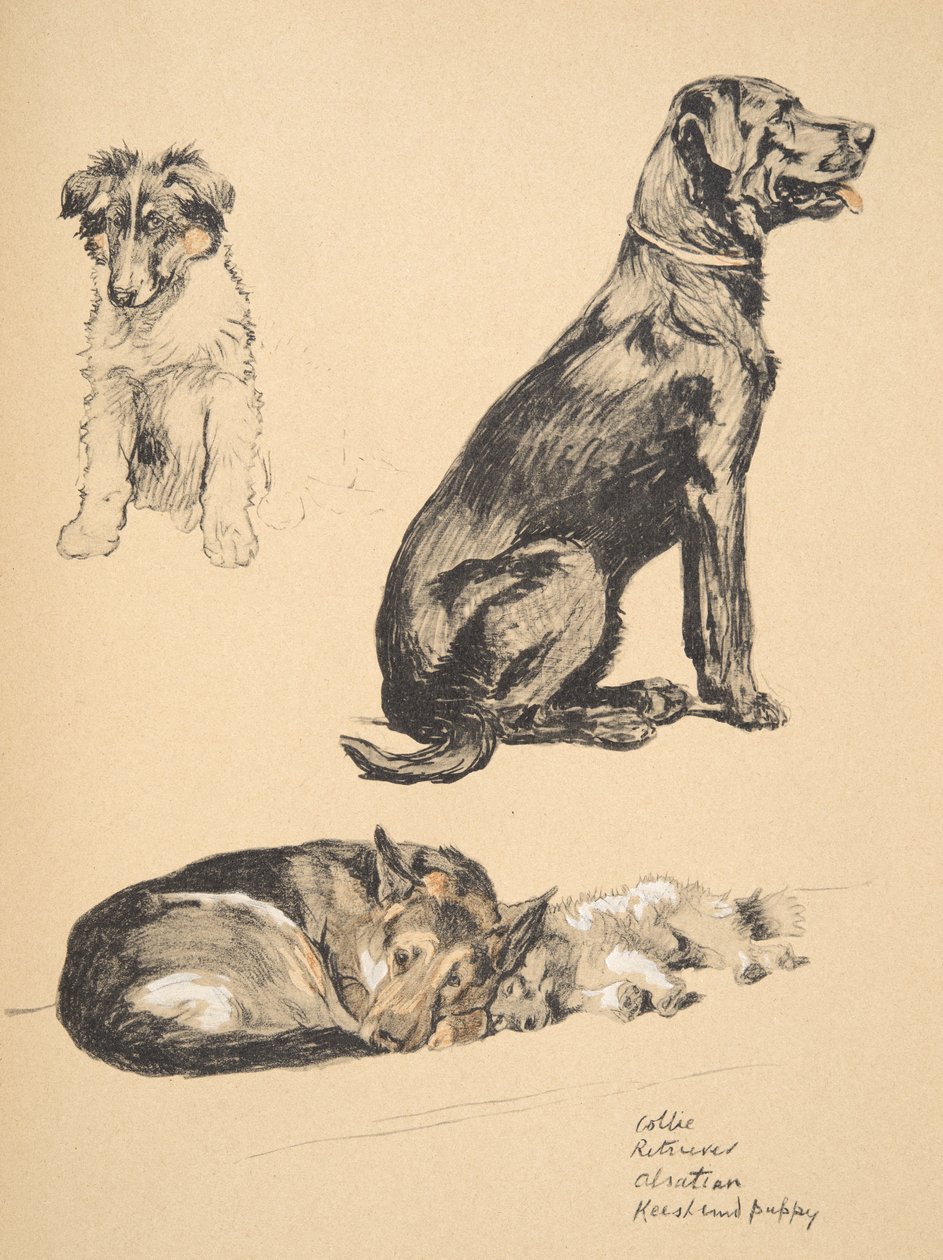 Collie, Retriever, Alsatian and Keeshond Puppy, 1930, Illustrationer fra hans skitsebog brugt til 