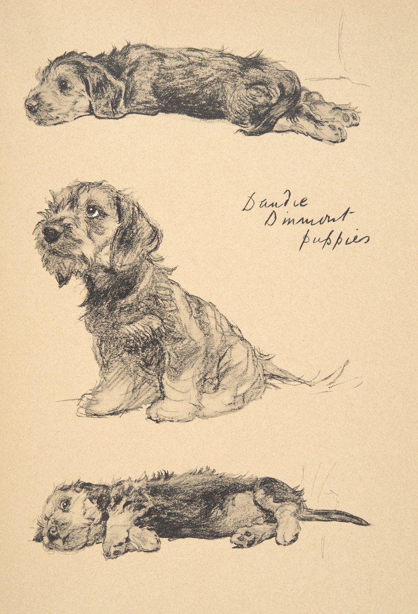 Dandie Dinmont Puppies, 1930, Illustrationer fra hans skitsebog brugt til 