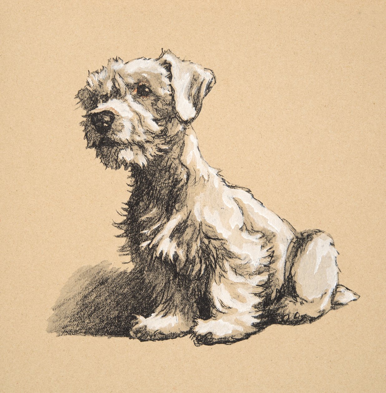 Sealyham, 1930, Illustrationer fra hans skitsebog brugt til "Just Among Friends", Aldin, Cecil Charles Windsor (1870-1935), senere udgivet af Eyre and Spottiswoode Limited, 1934, Kridt og kul o af Cecil Charles Windsor Aldin