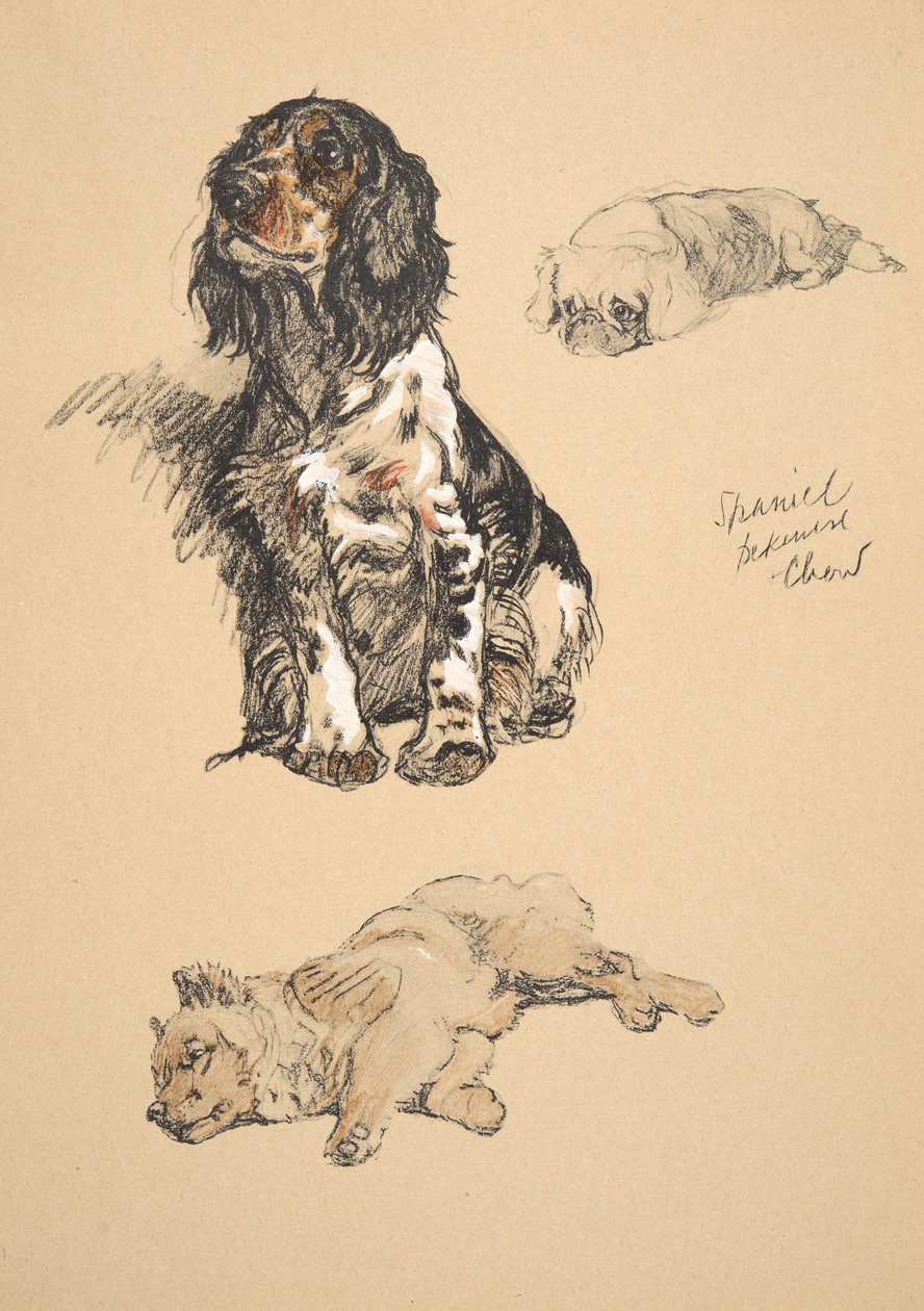 Spaniel, Pekinese og Chow, 1930, Illustrationer fra hans skitsebog brugt til 