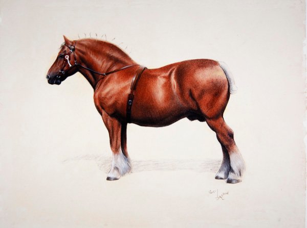En mester Suffolk Punch (pastel på papir) af Cecil Charles Windsor Aldin