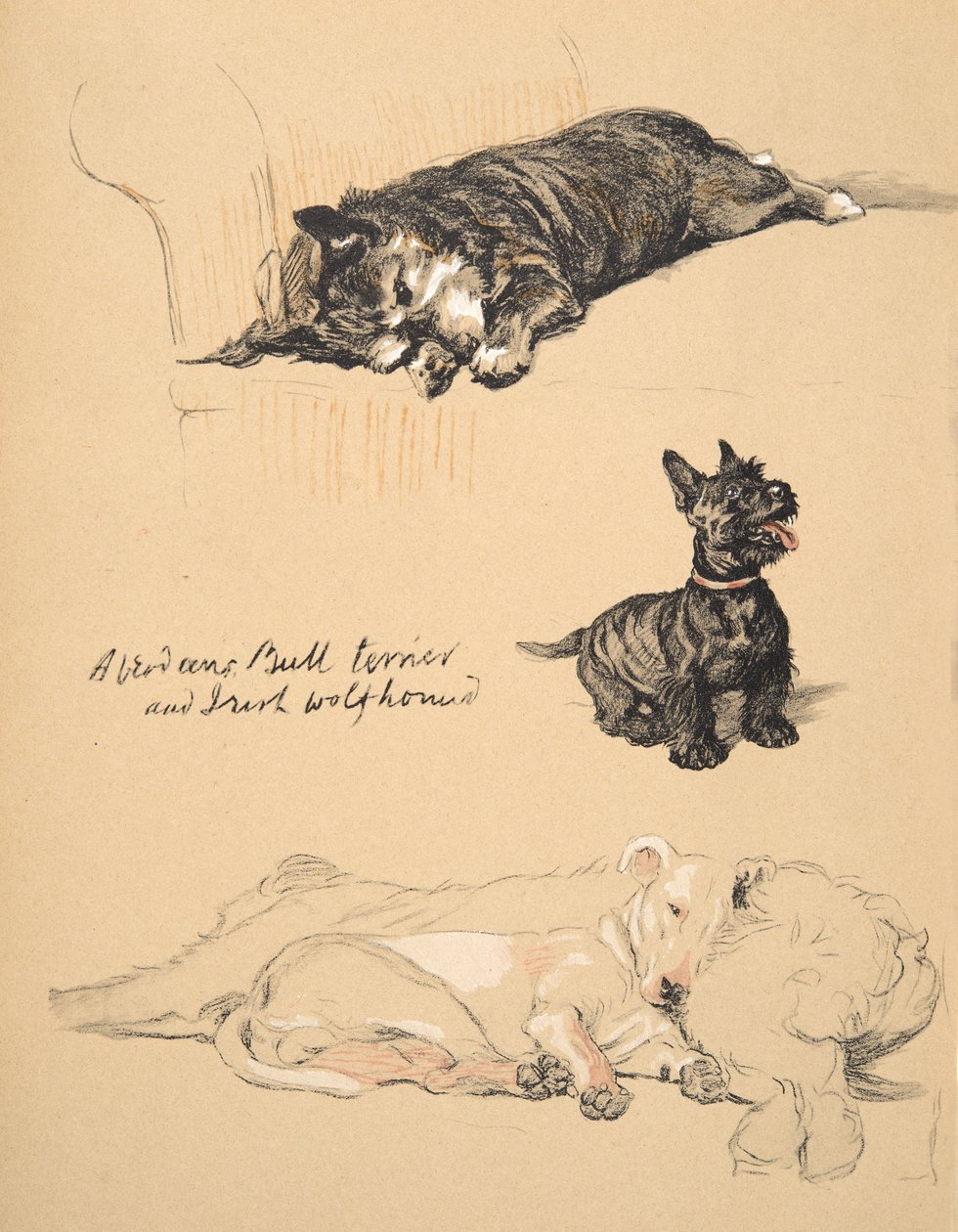 Aberdeens, Bull-terrier og irsk ulvehund, 1930, illustrationer fra hans skitsebog brugt til Just Among Friends, Aldin, Cecil Charles Windsor (1870-1935), senere udgivet af Eyre og Spottiswoode Li af Cecil Charles Windsor Aldin