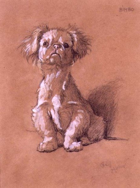 Bimbo (blyant og gouache på papir) af Cecil Charles Windsor Aldin