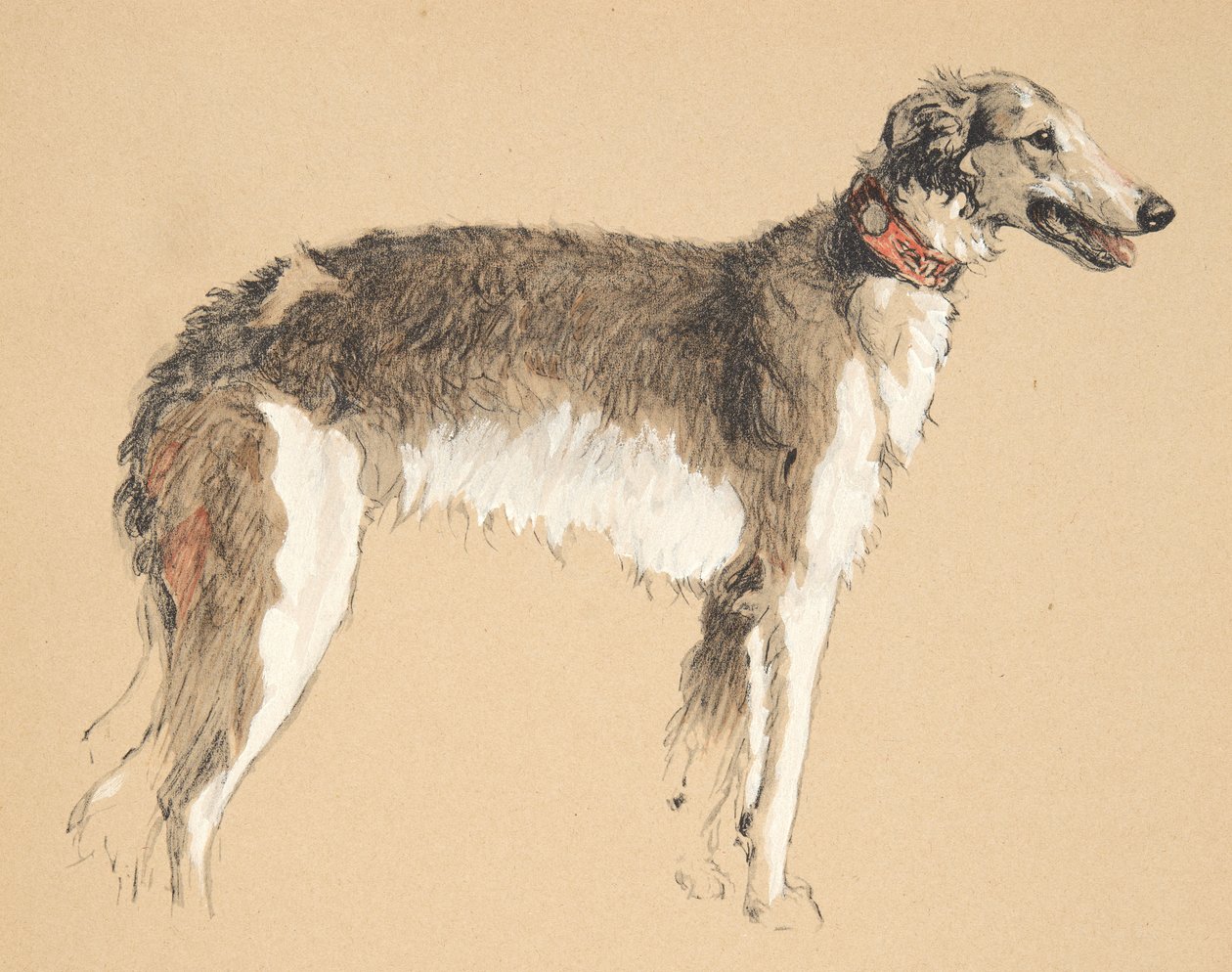 Borzoi, 1930, Illustrationer fra hans skitsebog brugt til Just Among Friends, senere udgivet af Eyre og Spottiswoode Limited, 1934 (kridt og trækul på papir) af Cecil Charles Windsor Aldin