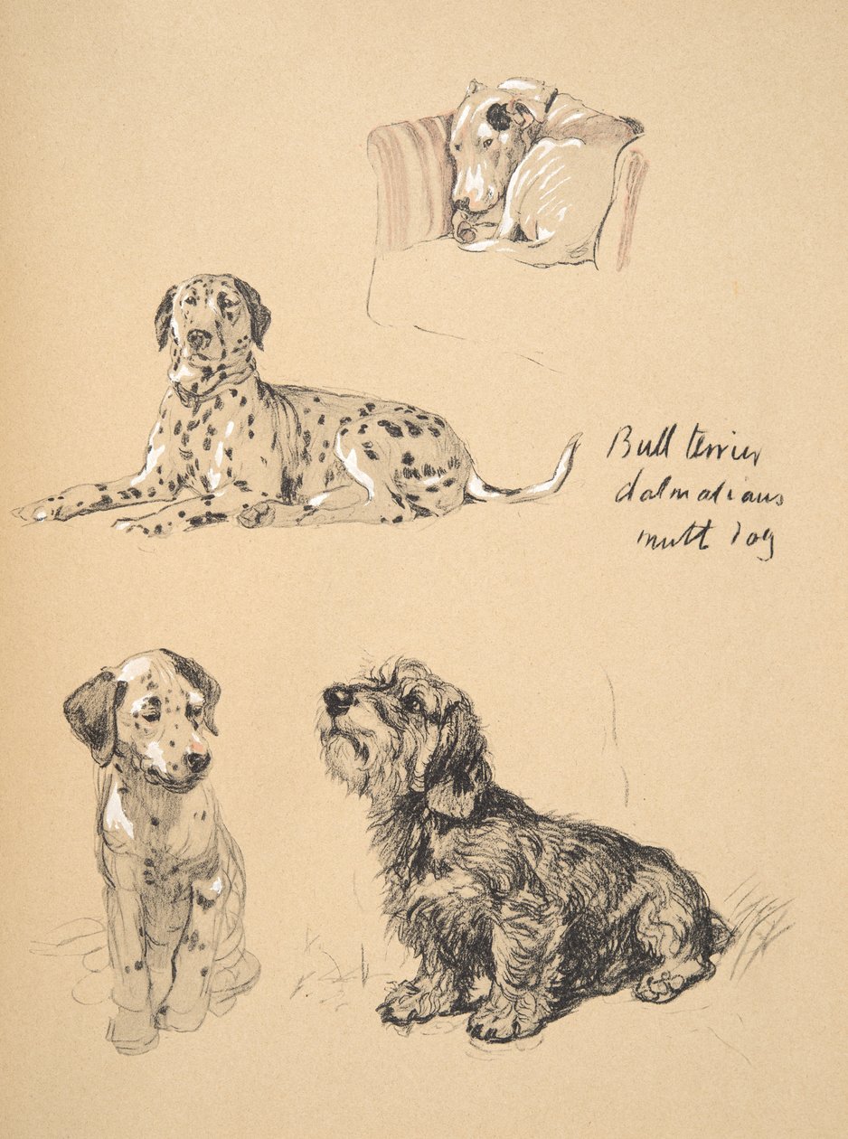 Bull Terrier, Dalmatians and Mutt Dog, 1930, Illustrationer fra hans skitsebog brugt til Just Among Friends, Aldin, Cecil Charles Windsor (1870-1935), senere udgivet af Eyre og Spottiswoode Limited, af Cecil Charles Windsor Aldin
