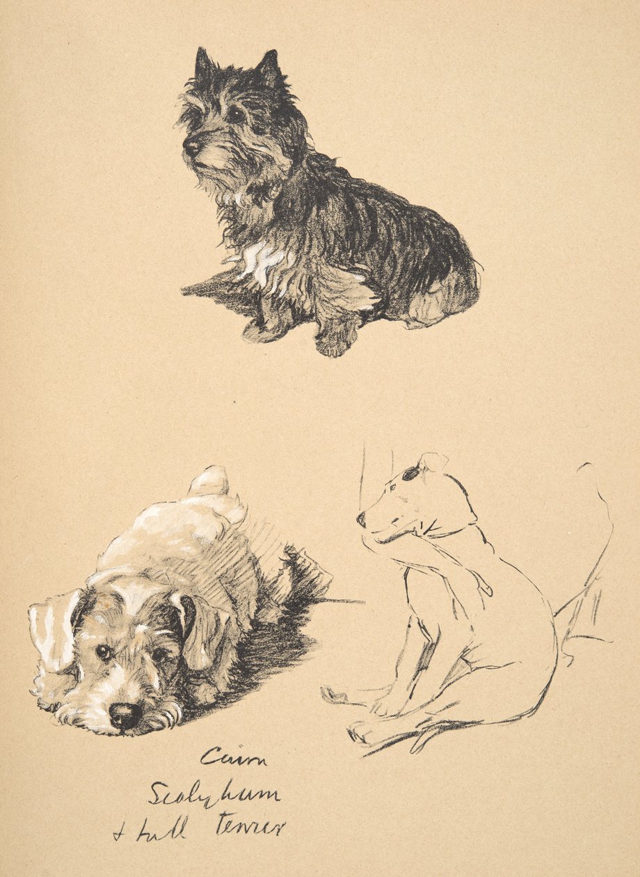 Cairn, Sealyham og Bull Terrier, 1930, Illustrationer fra hans skitsebog brugt til Just Among Friends, Aldin, Cecil Charles Windsor (1870-1935), senere udgivet af Eyre og Spottiswoode Limited, 1934 af Cecil Charles Windsor Aldin