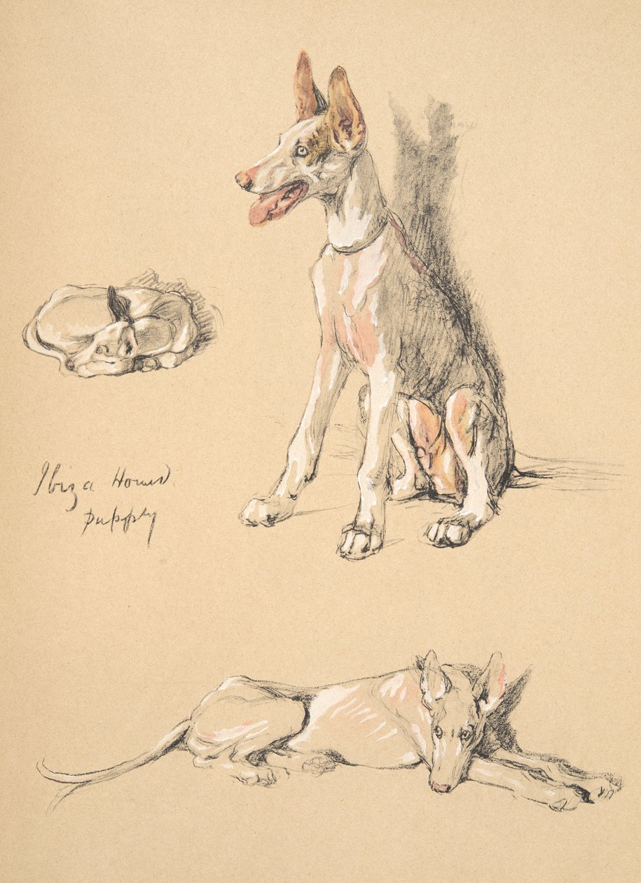 Ibiza Hound Puppy, 1930, Illustrationer fra hans skitsebog brugt til Just Among Friends, Aldin, Cecil Charles Windsor (1870-1935), senere udgivet af Eyre og Spottiswoode Limited, 1934, Chalk and Ch af Cecil Charles Windsor Aldin