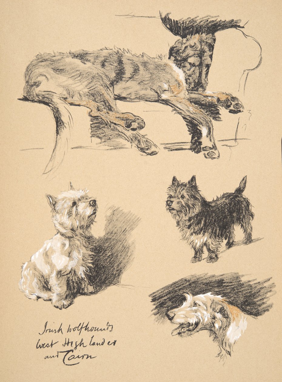 Irish Wolfhound, West Highlander and Cairn, 1930, Illustrationer fra hans skitsebog brugt til 