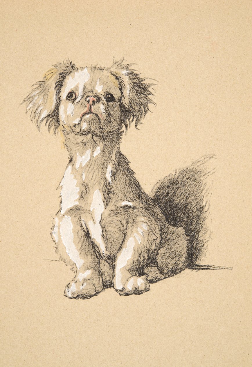 Peke, 1930, Illustrationer fra hans skitsebog brugt til Just Among Friends, Aldin, Cecil Charles Windsor (1870-1935), senere udgivet af Eyre og Spottiswoode Limited, 1934, Chalk and Charcoal på papir af Cecil Charles Windsor Aldin