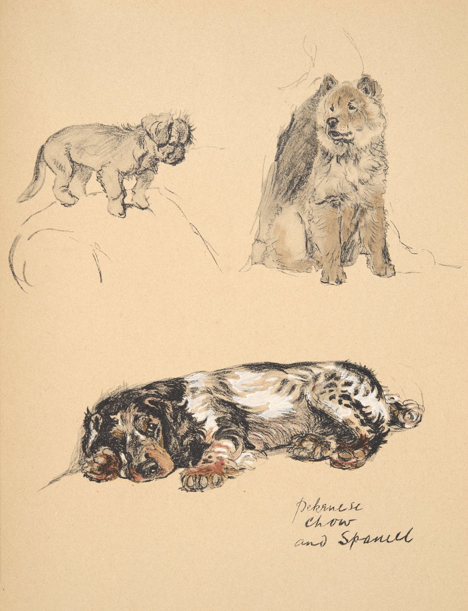 Pekinese, Chow and Spaniel, 1930, Illustrationer fra hans skitsebog brugt til Just Among Friends, Aldin, Cecil Charles Windsor (1870-1935), senere udgivet af Eyre og Spottiswoode Limited, 1934, Chal af Cecil Charles Windsor Aldin