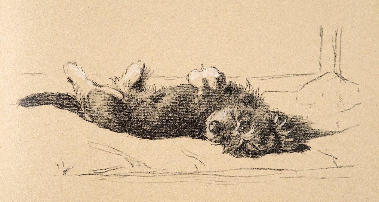Rough Daschund Puppy Detail, 1930, Illustrationer fra hans skitsebog brugt til Just Among Friends, Aldin, Cecil Charles Windsor (1870-1935), senere udgivet af Eyre og Spottiswoode Limited, 1934, Cha af Cecil Charles Windsor Aldin
