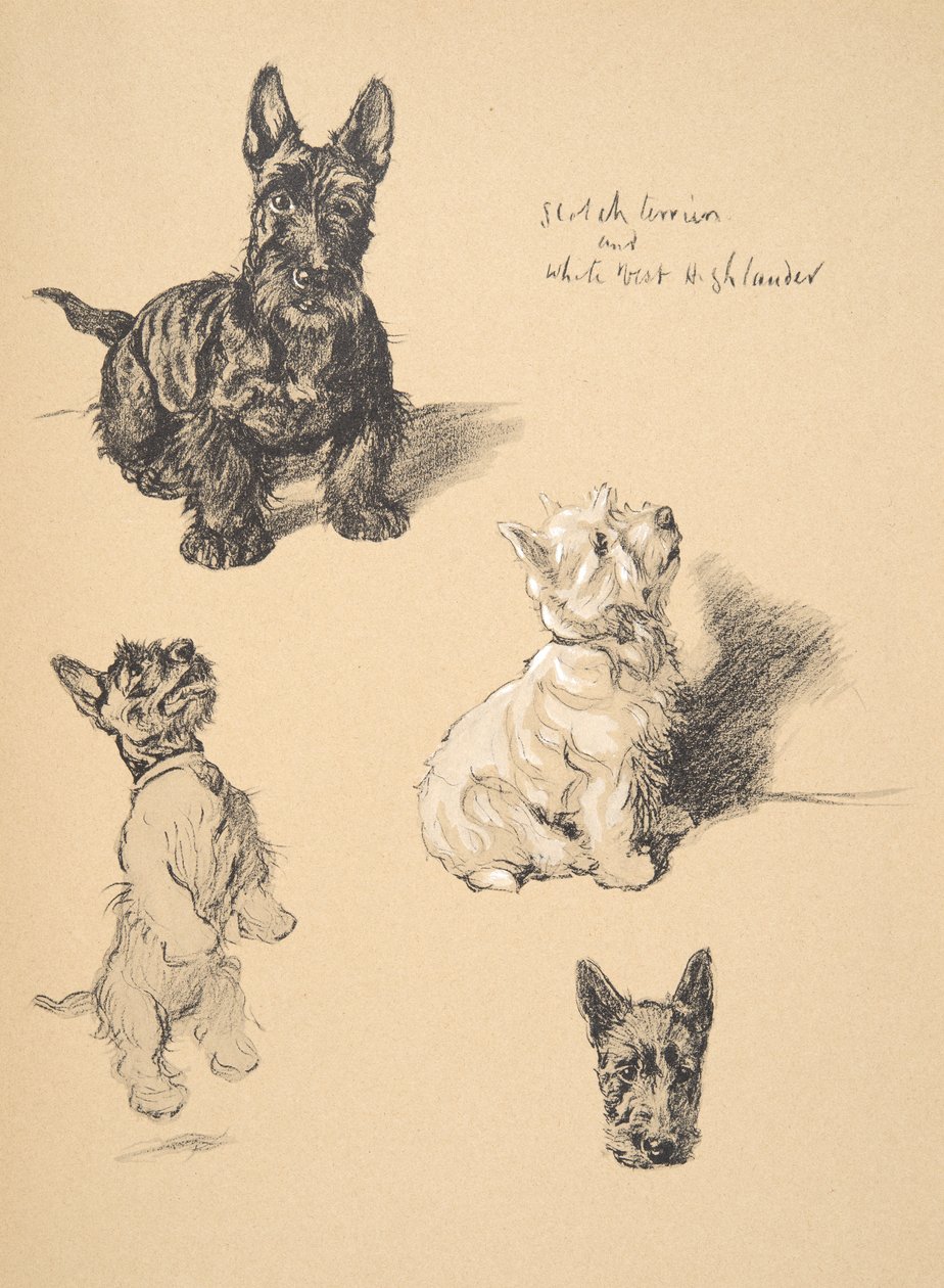 Scotch Terrier og White West Highlander, 1930, illustrationer fra hans skitsebog brugt til Just Among Friends, Aldin, Cecil Charles Windsor (1870-1935), senere udgivet af Eyre og Spottiswoode Limit af Cecil Charles Windsor Aldin