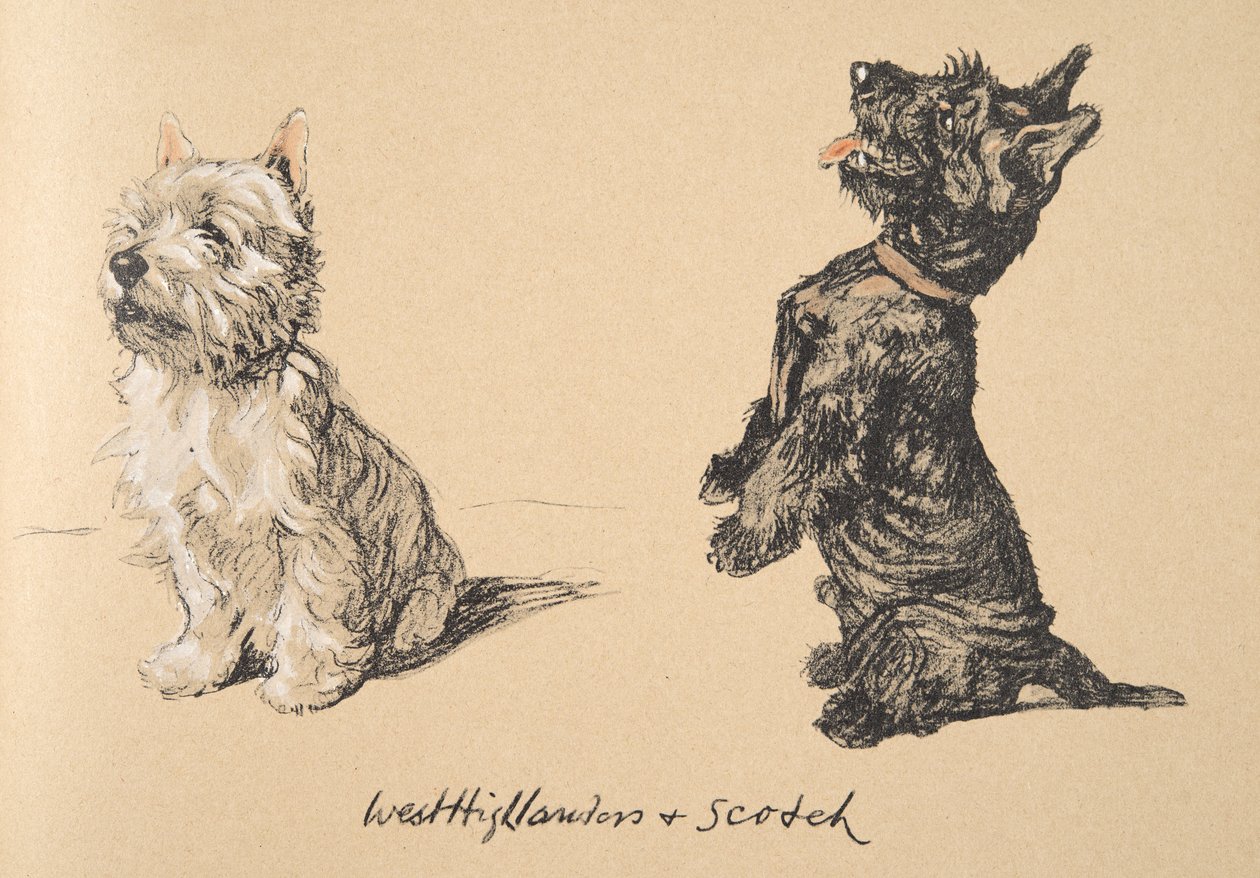 West Highlander and Scotch, 1930, Illustrationer fra hans skitsebog brugt til 