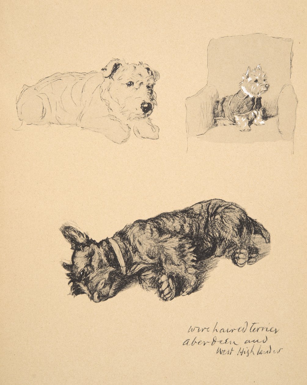 Wire-haired Terrier, Aberdeen og West Highlander, 1930, Illustrationer fra hans skitsebog brugt til Just Among Friends, Aldin, Cecil Charles Windsor (1870-1935), senere udgivet af Eyre og Spottiswood af Cecil Charles Windsor Aldin