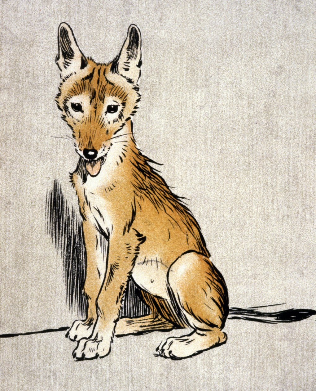 Ung sjakal, ca. 1900 (gravering) af Cecil Charles Windsor Aldin