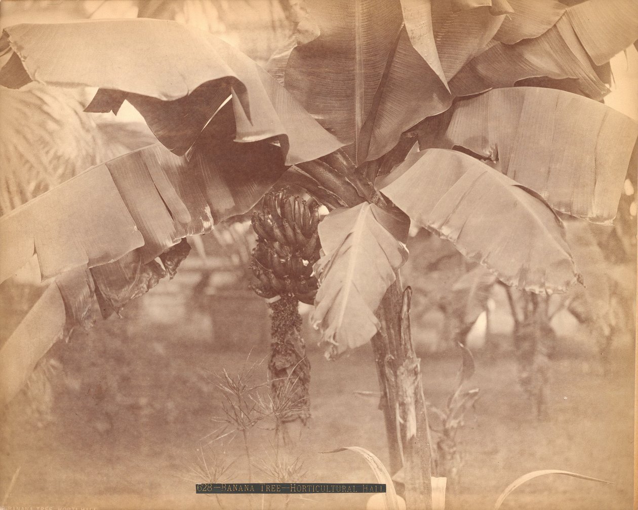 Banana Tree, Horticultural Hall, Centennial Exhibition, Philadelphia af Centennial Photographic Co.