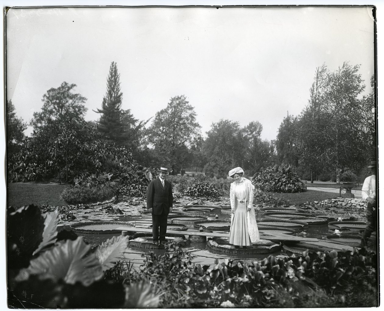 Vandret, sort / hvidt fotografi, der viser en mand og en kvinde, der står på gigantiske liljeunderlag i liljedammen ved Tower Grove Park. af Charles Clement Holt