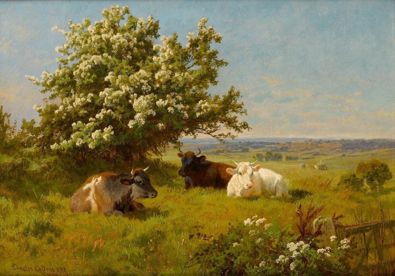 Køer på en eng, 1899 af Charles Collins