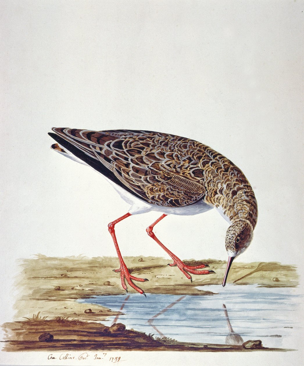 Krølletang af Charles Collins