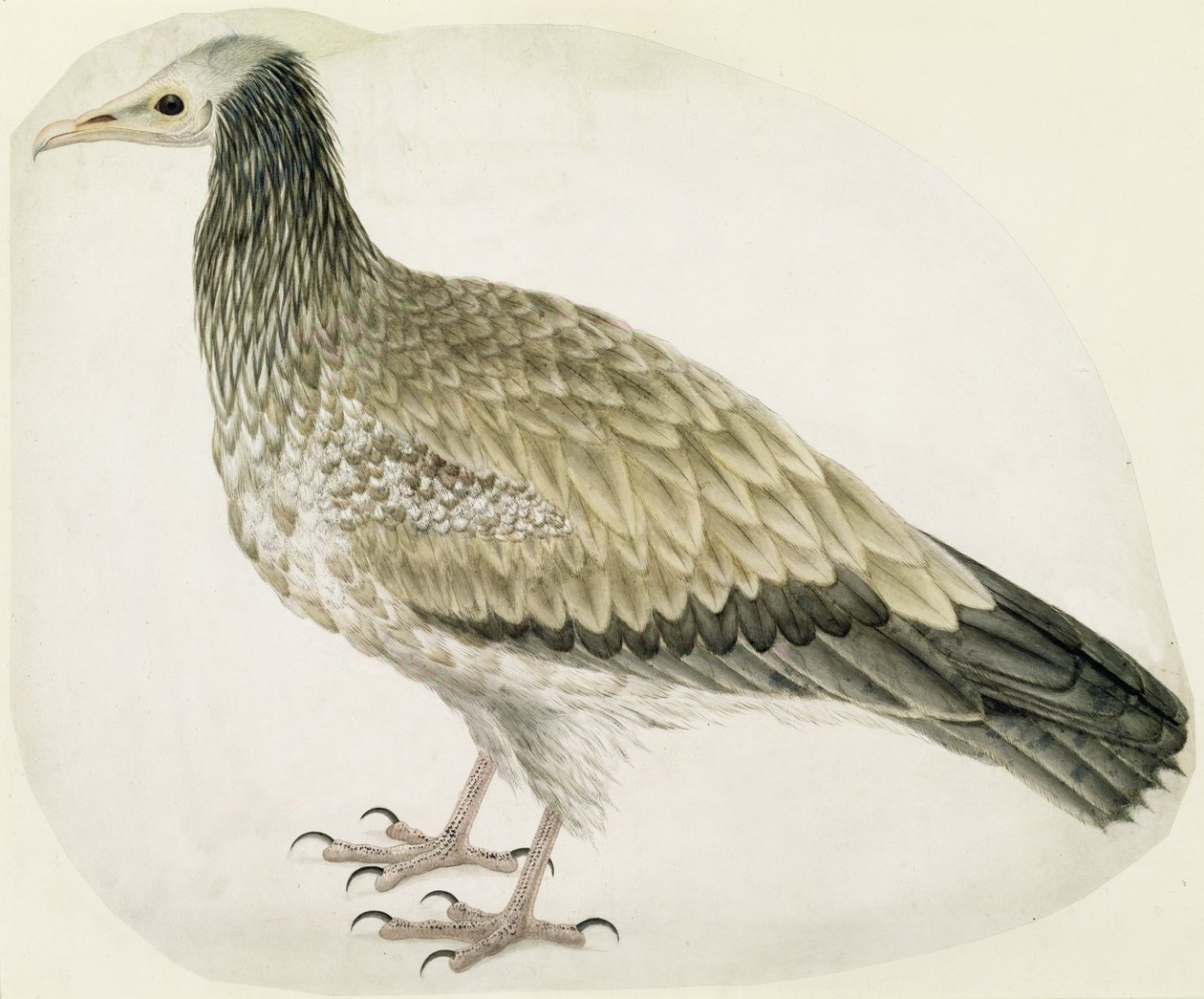 Egyptian Vulture, ca. 1736 (blæk, wc og grafit med ridser ud på papir) af Charles Collins