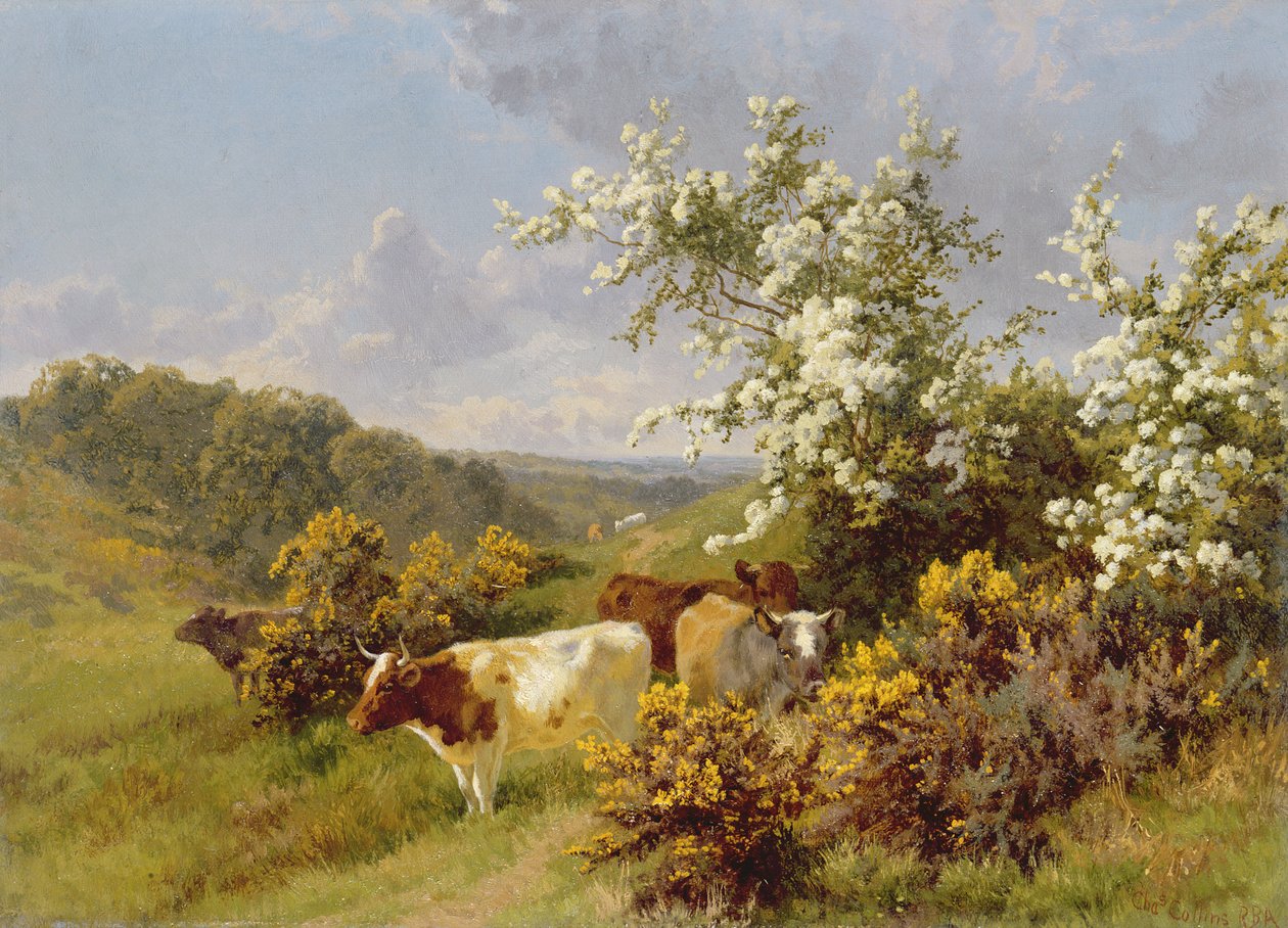 maj blomstre af Charles Collins