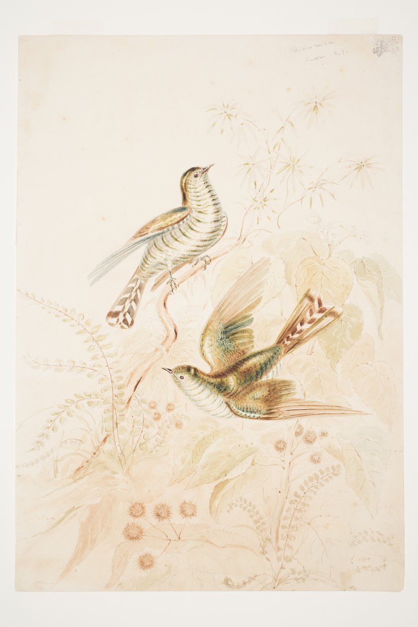 Langbladede Pipi (Pipiwharauroa) Gøg N.Z. af Charles Heaphy