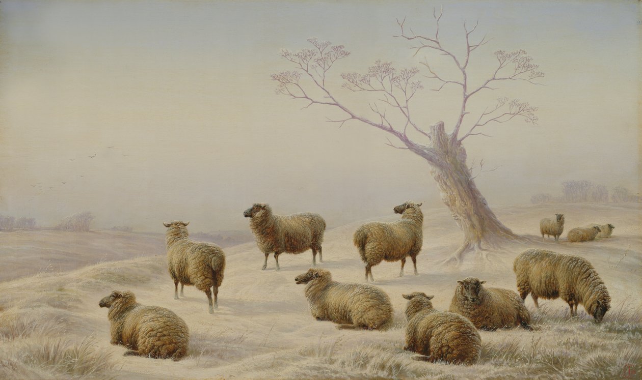 Får i sne, 1880 af Charles Jones