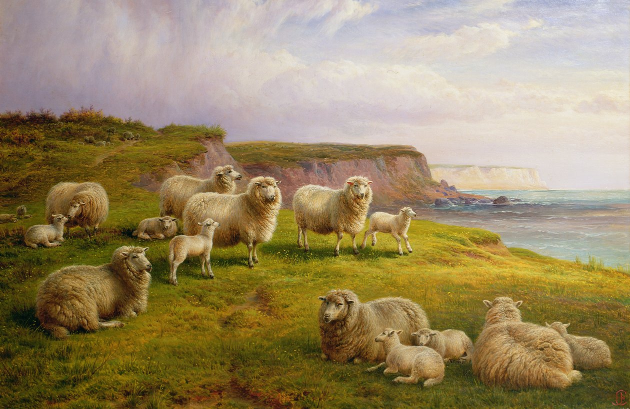 Får på en Dorset Coast af Charles Jones