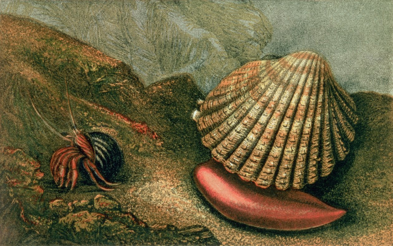 Cardum Rusticum og Pagurus Bernhardi i en Periwinkle Shell, fra 